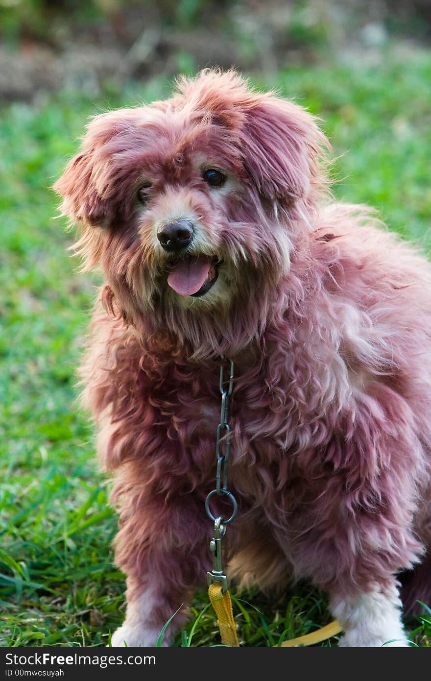 Image of a dog that is colored its hair