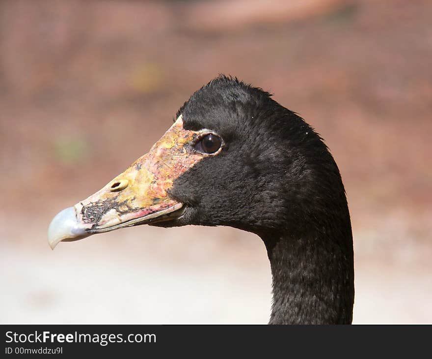 A Magpie goose face shot