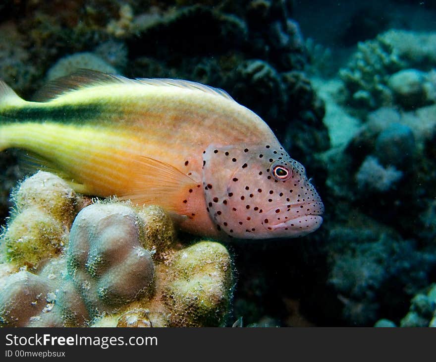 Freckled Hawkfish