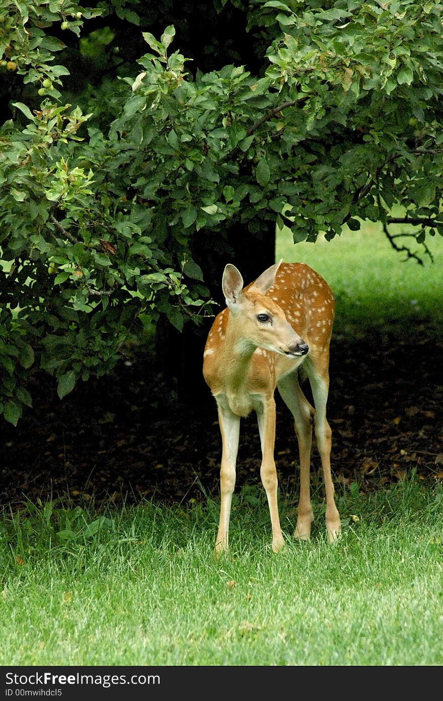 New born fawn tries out her new legs while looking around. New born fawn tries out her new legs while looking around.