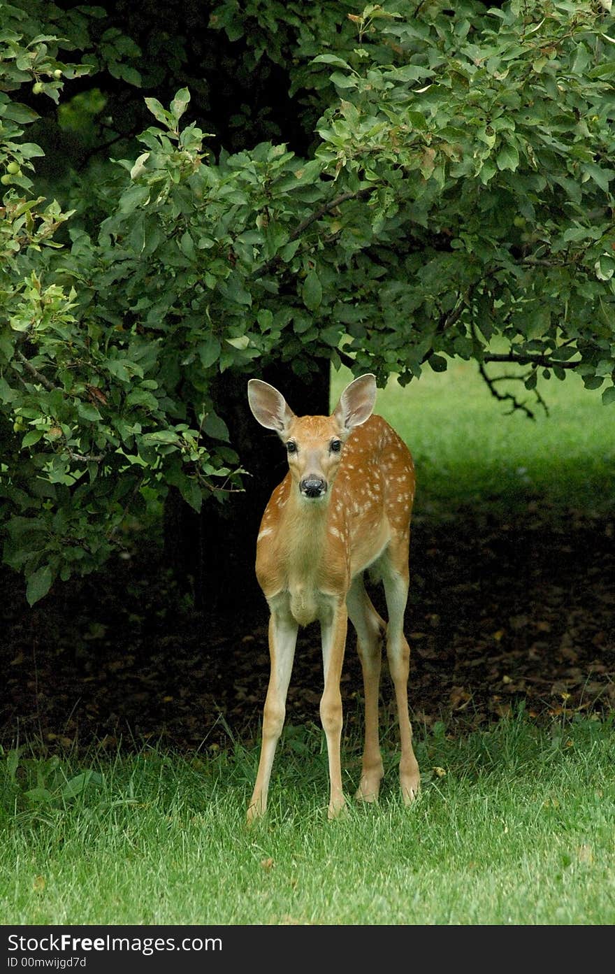 New born fawn standing under tree.