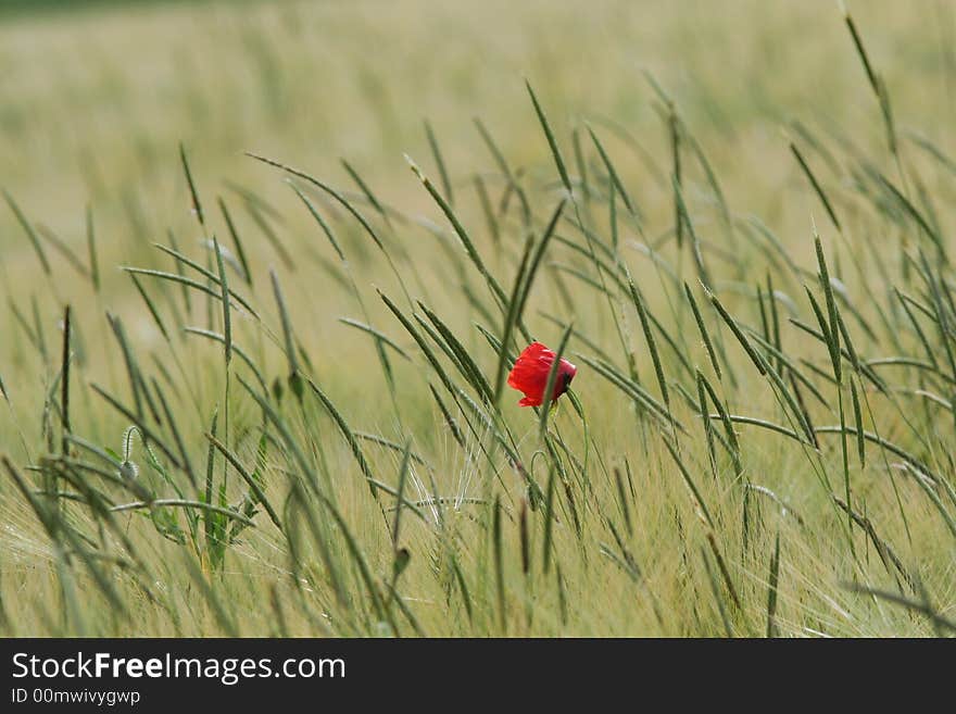 Poppy Summer Field