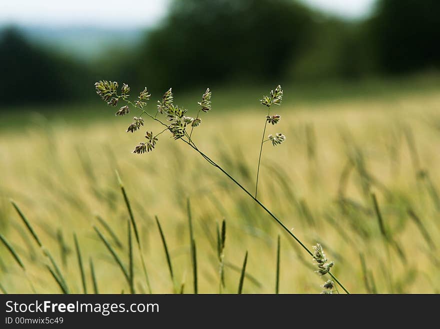 Grass Summer Field