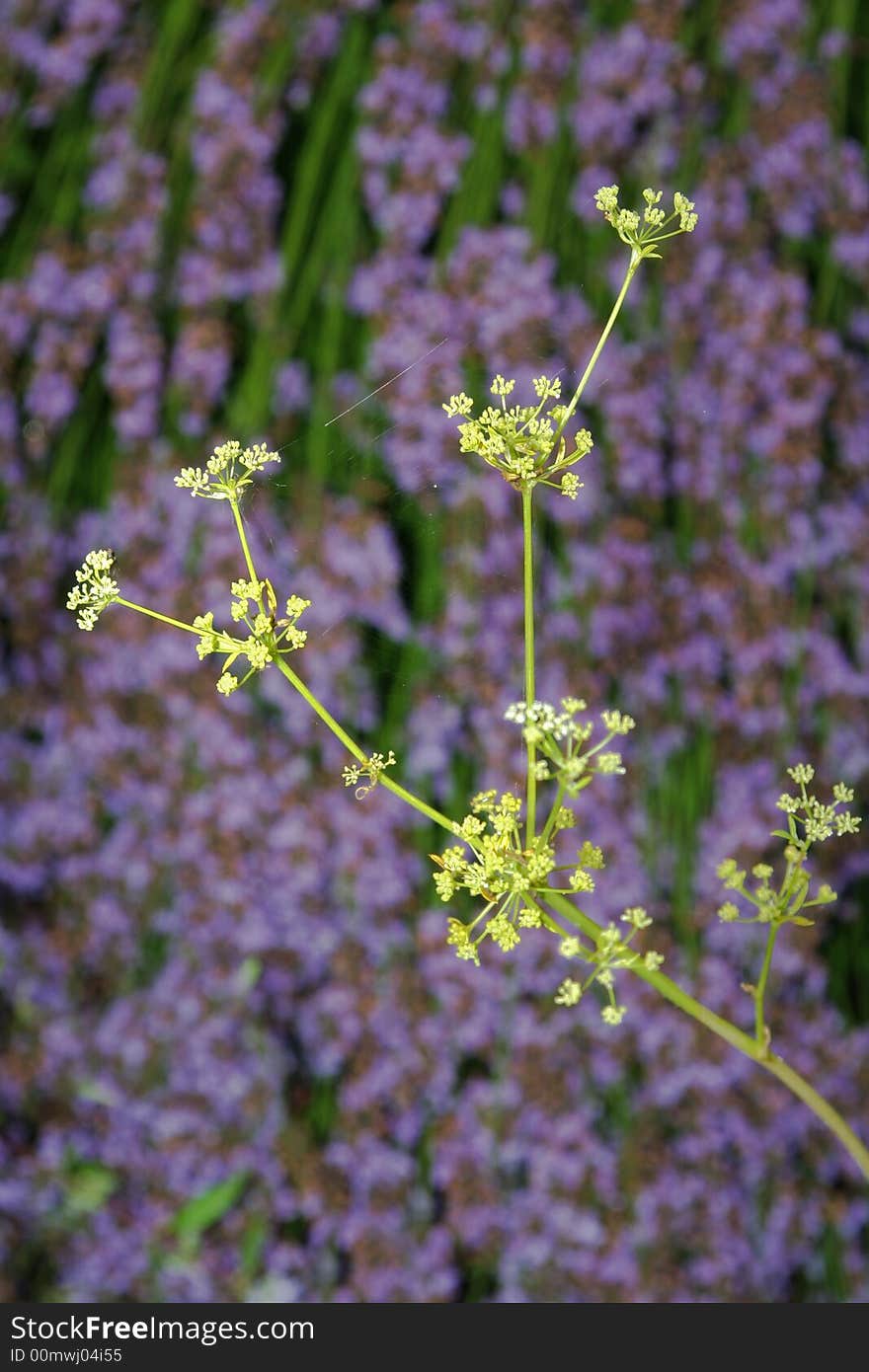 Flower Foreground Background