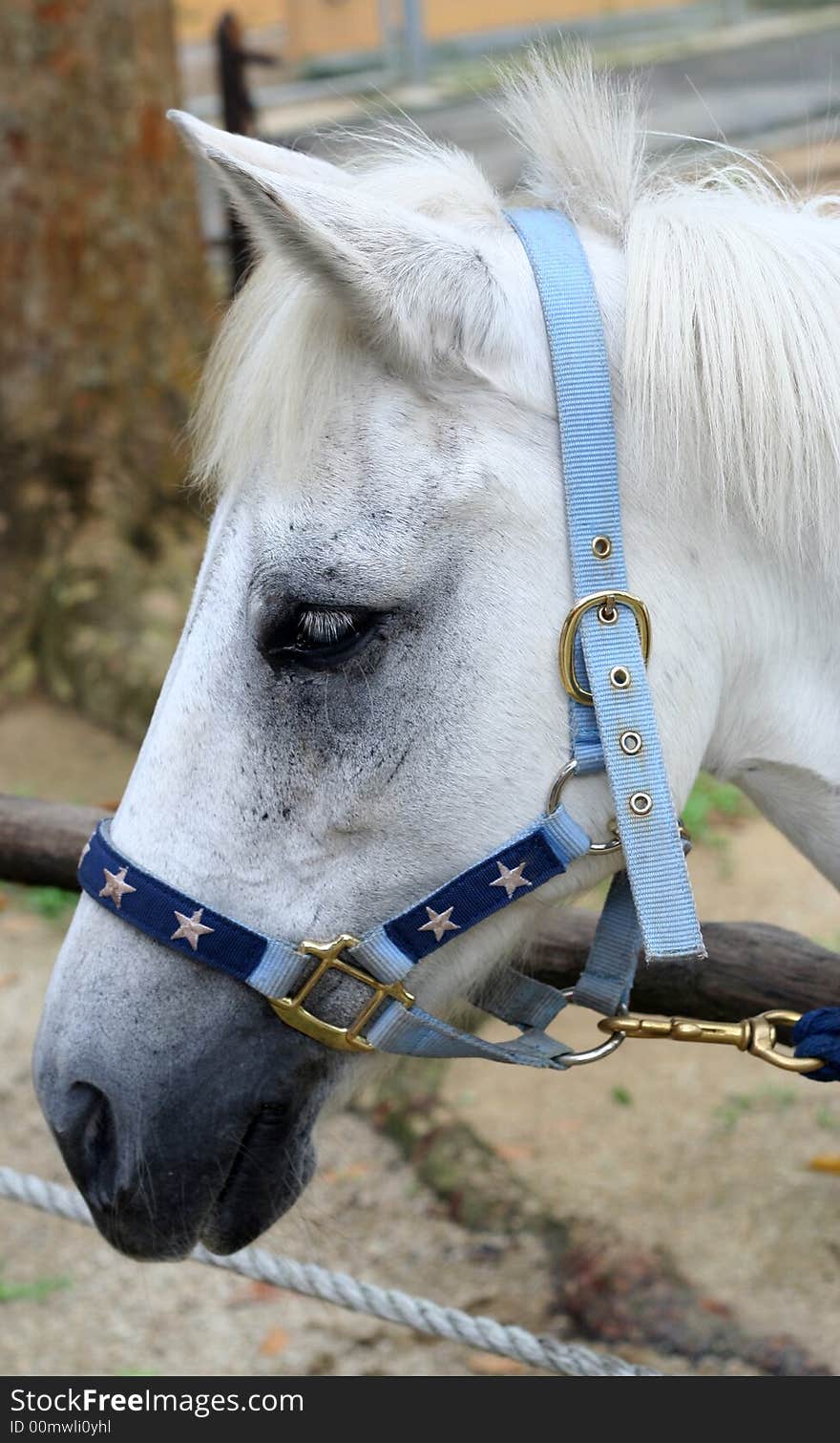 A white horse at rest.