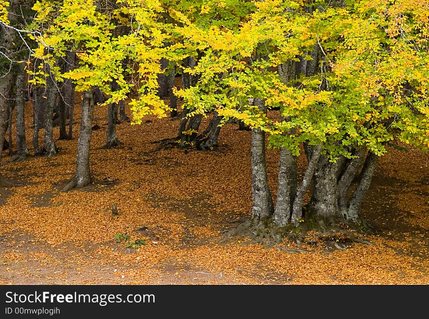 A nice autumn day in the park