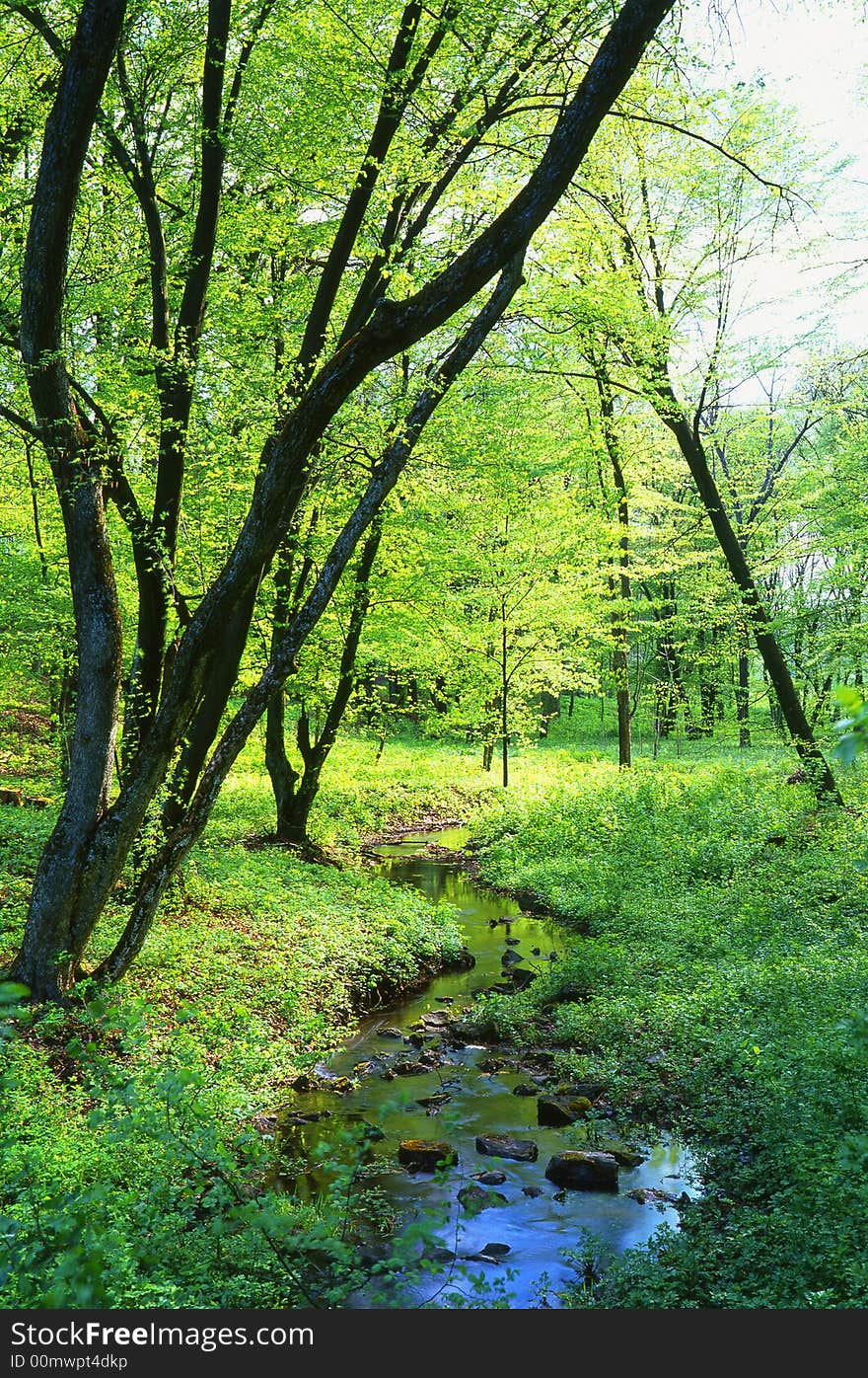 Tree on a background of a wood. Tree on a background of a wood