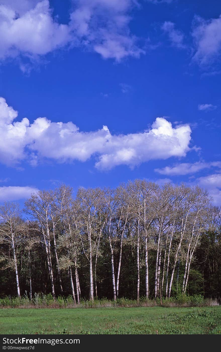 Treeon a background of the sky