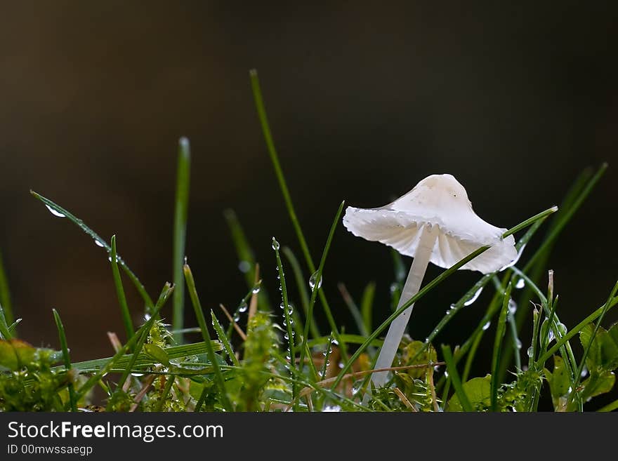 A small brightly colored wet  mushroom or fungi in its natural environment with an even background. A small brightly colored wet  mushroom or fungi in its natural environment with an even background