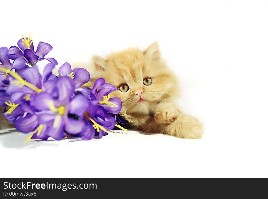 Kitten on a white background