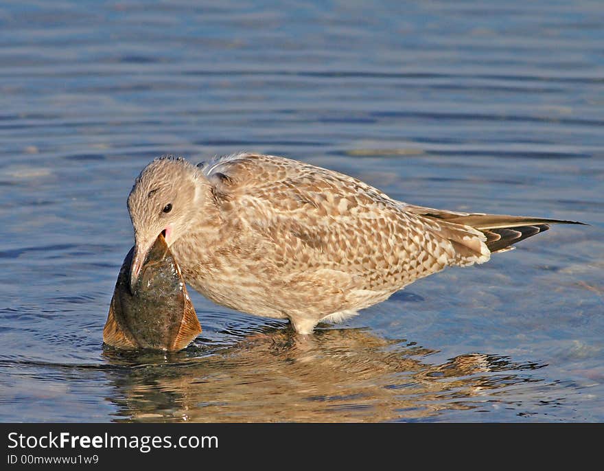 A seagull catching a fish. A seagull catching a fish