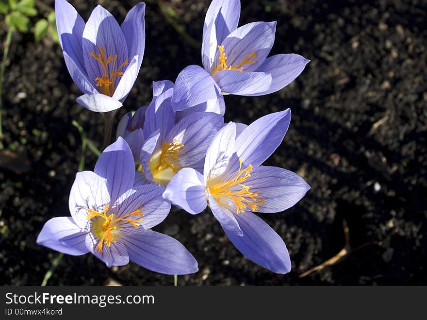 Crocus fine (Crocus speciogus), the top view