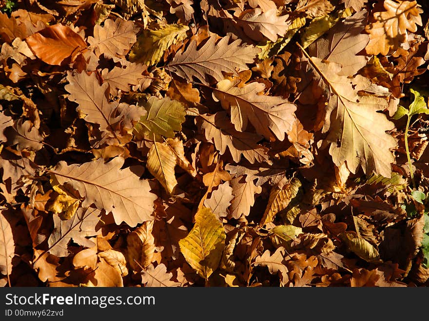 Yellow flags in the forest. Yellow flags in the forest