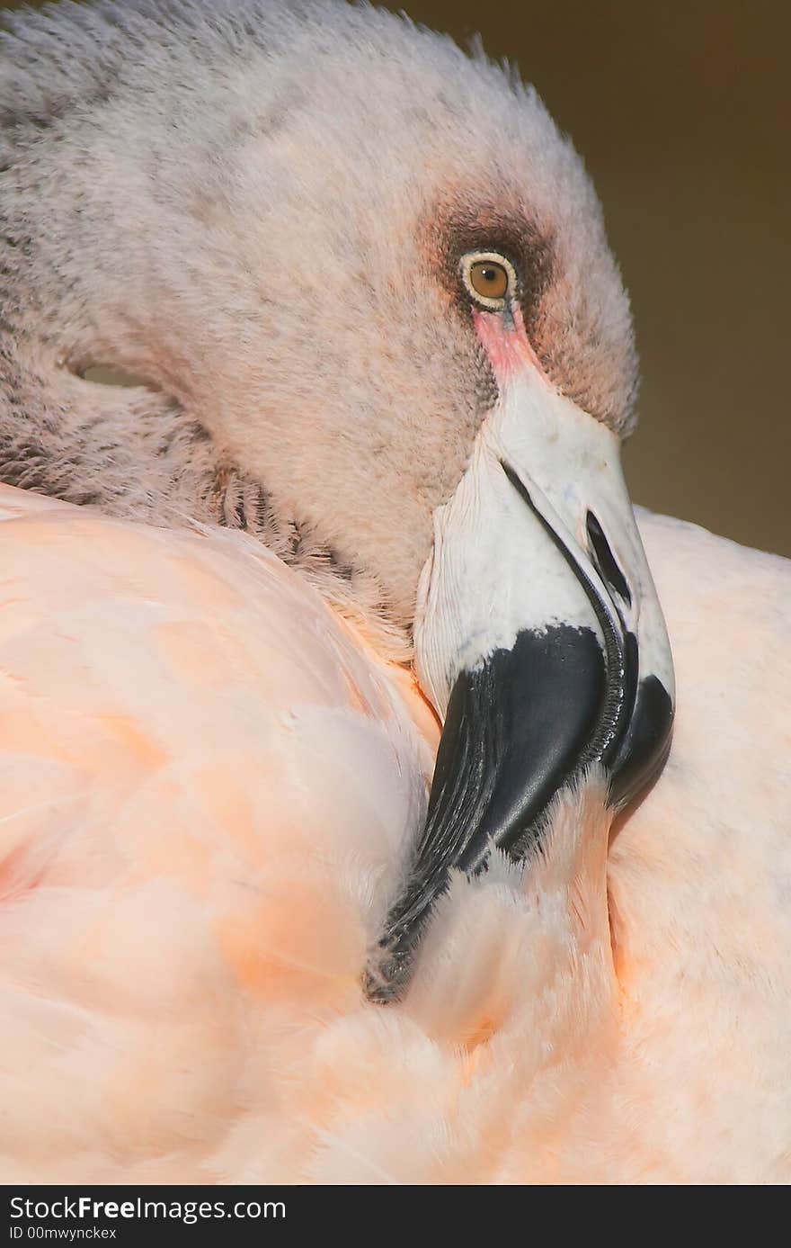 Chilean Flamingo