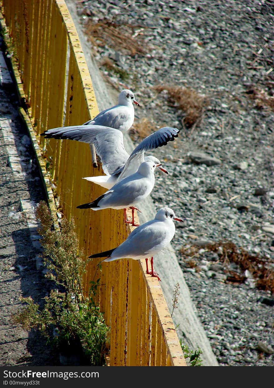 Four seagulls