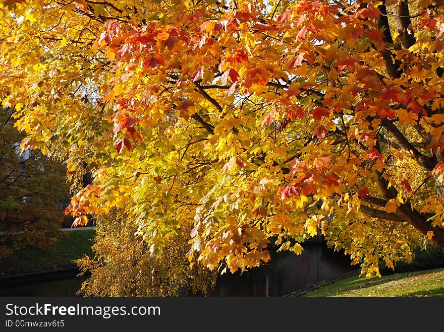 Maple in the autumn in a sunny day