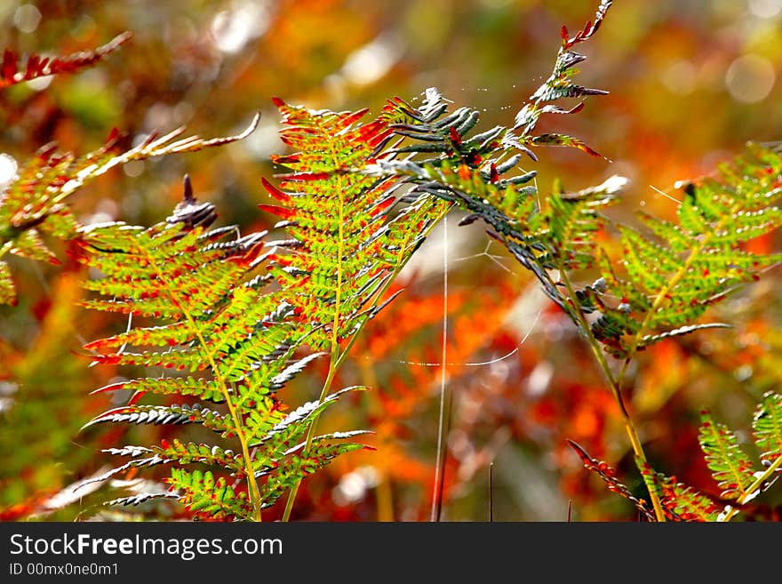 Autumn, bright paints of autumn. Autumn, bright paints of autumn