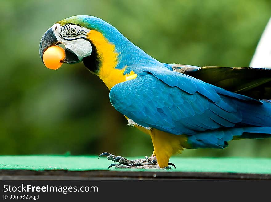 Parrot holding a ball in his mouth. Parrot holding a ball in his mouth.