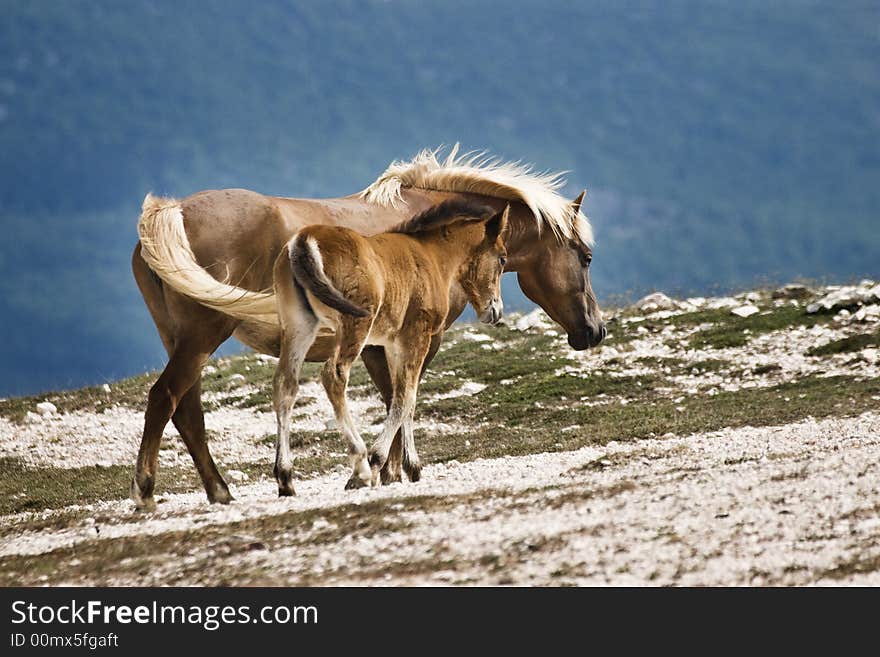 A mare and a youngster horse walking together. A mare and a youngster horse walking together