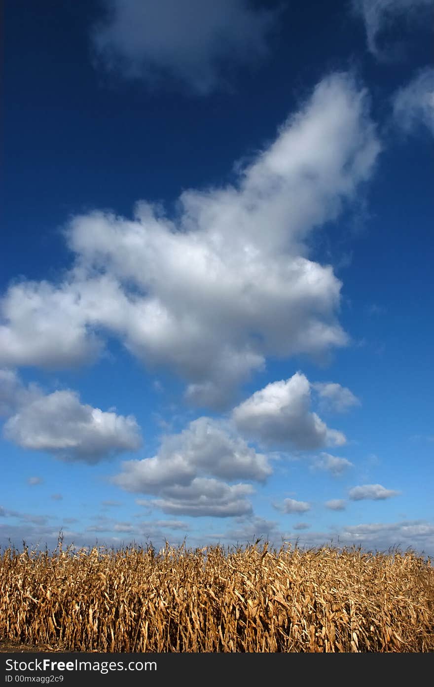 Corn field and clouds