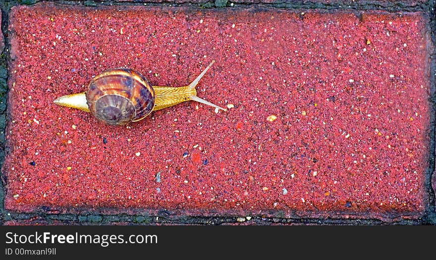 Snail on the stone pavement