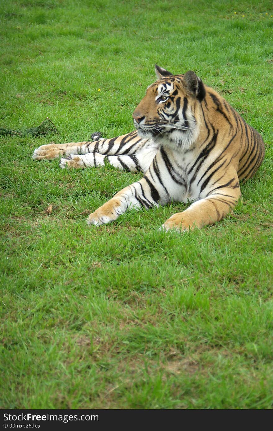 Amur Tiger