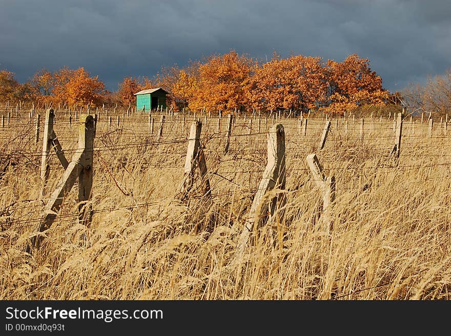 Poles of abandoned vineyard covered by golden grass with small hut and bunch of trees