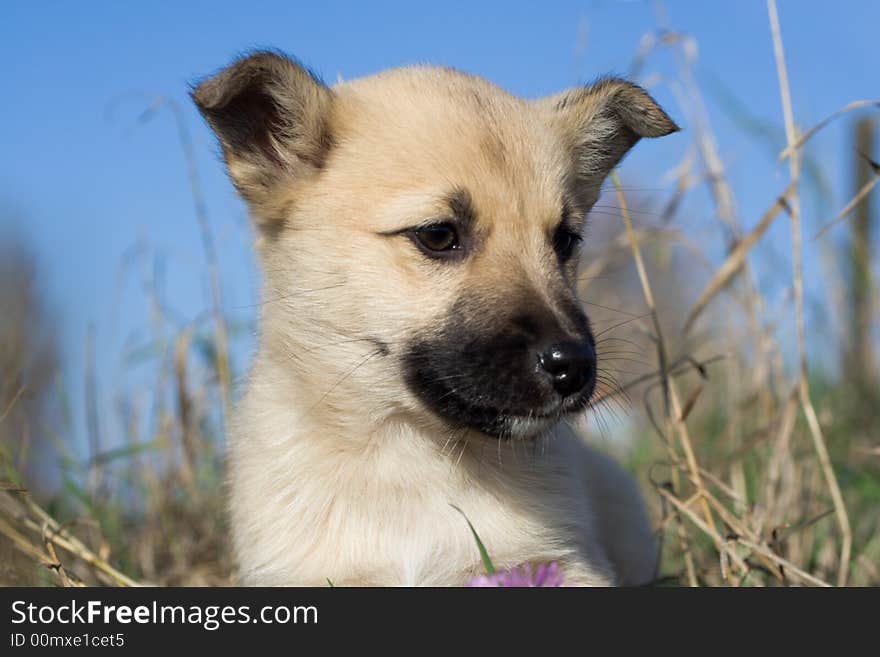 The head of small newborn puppy dog. The head of small newborn puppy dog