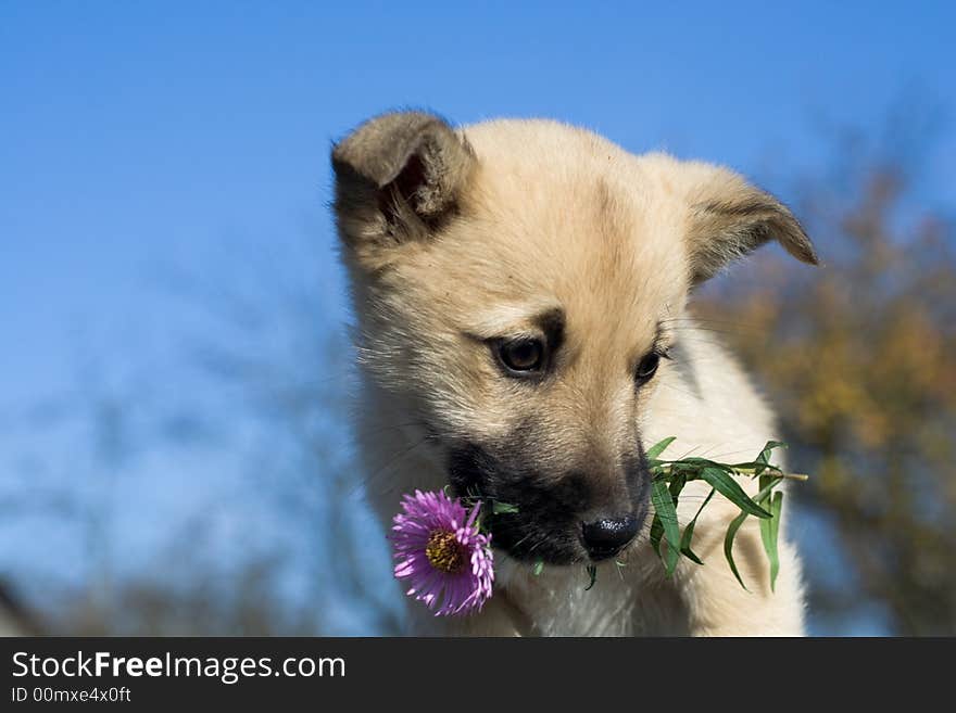 Puppy dog hold flowers in mouth on blue sky background. Puppy dog hold flowers in mouth on blue sky background