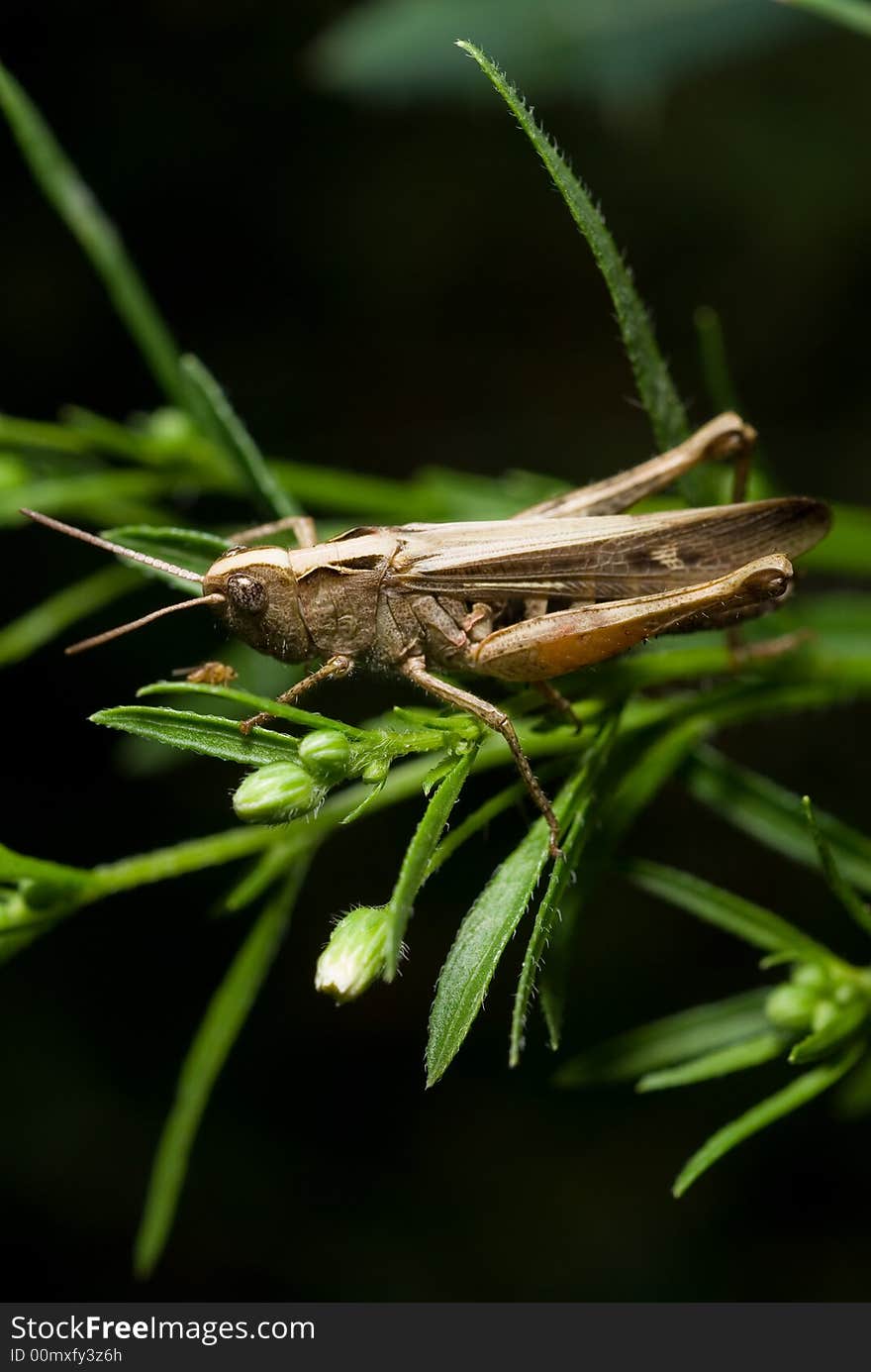 Grasshopper (Chorthippus) on blade of grass close up shoot. Grasshopper (Chorthippus) on blade of grass close up shoot