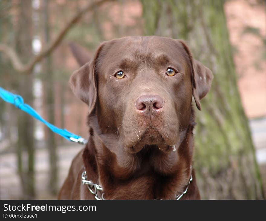 Big brown dog awaiting for master.