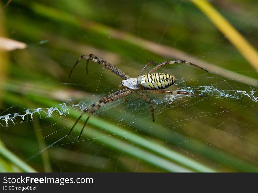 Spider in his net