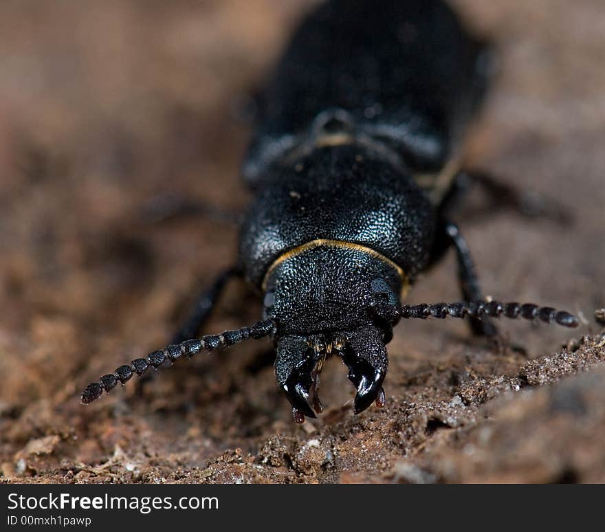 Longhorn Beetle