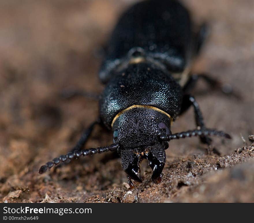 Longhorn Beetle