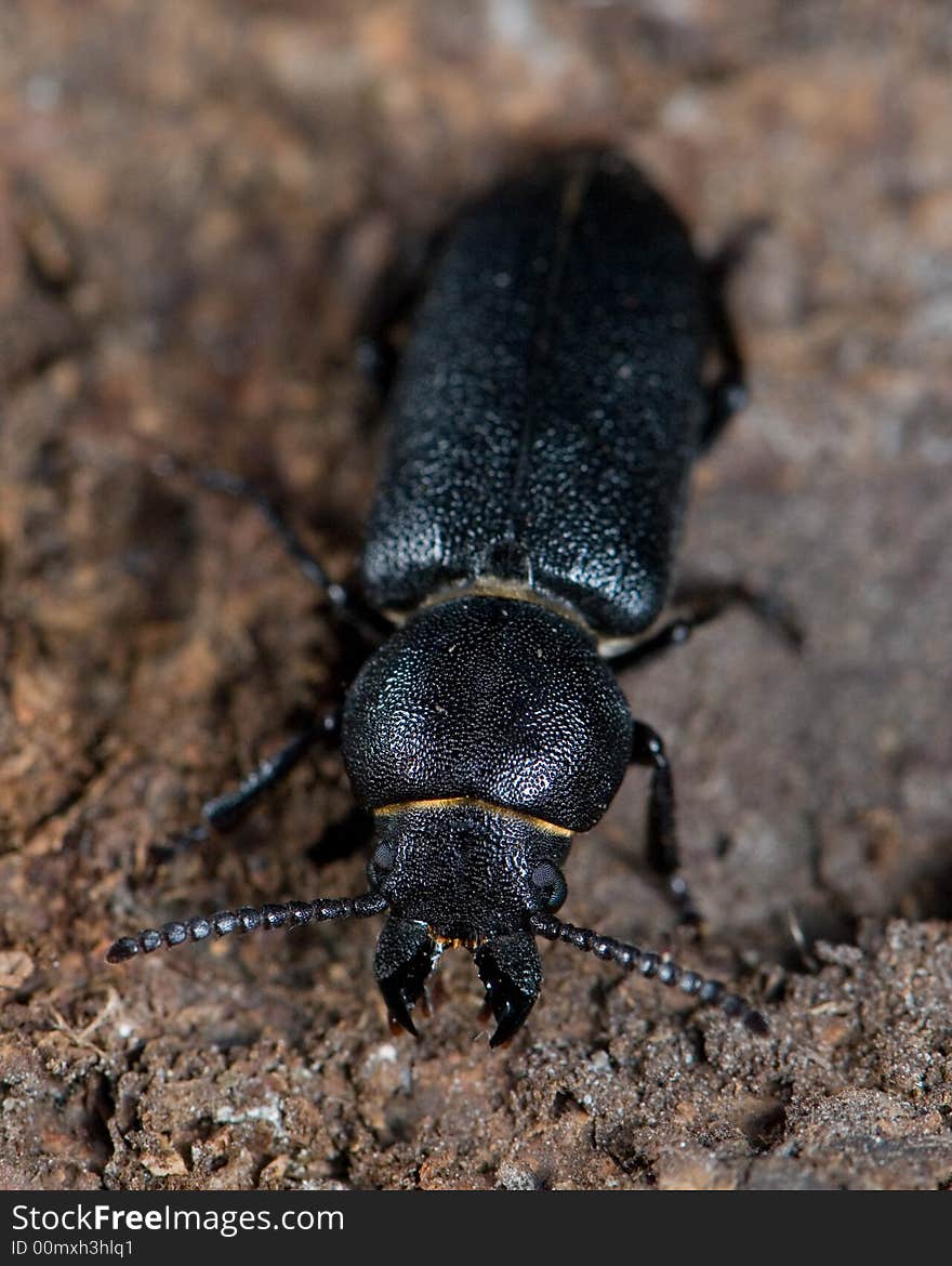 Longhorn beetle