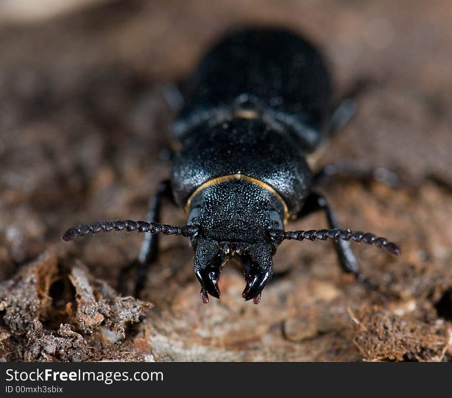 Longhorn beetle