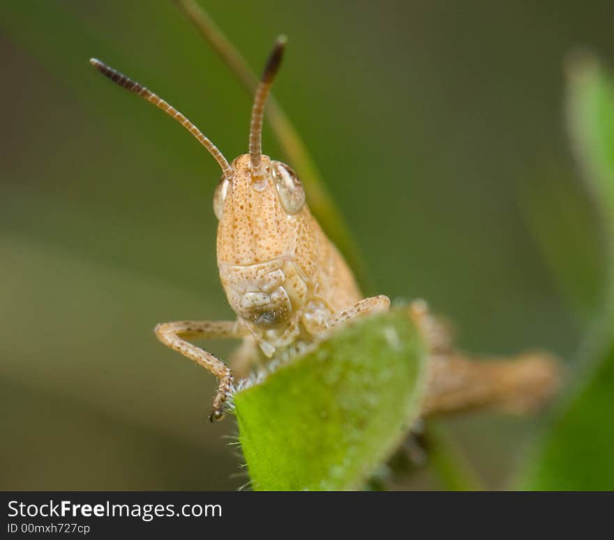 Grasshopper (Chorthippus) on blade of grass close up shoot. Grasshopper (Chorthippus) on blade of grass close up shoot