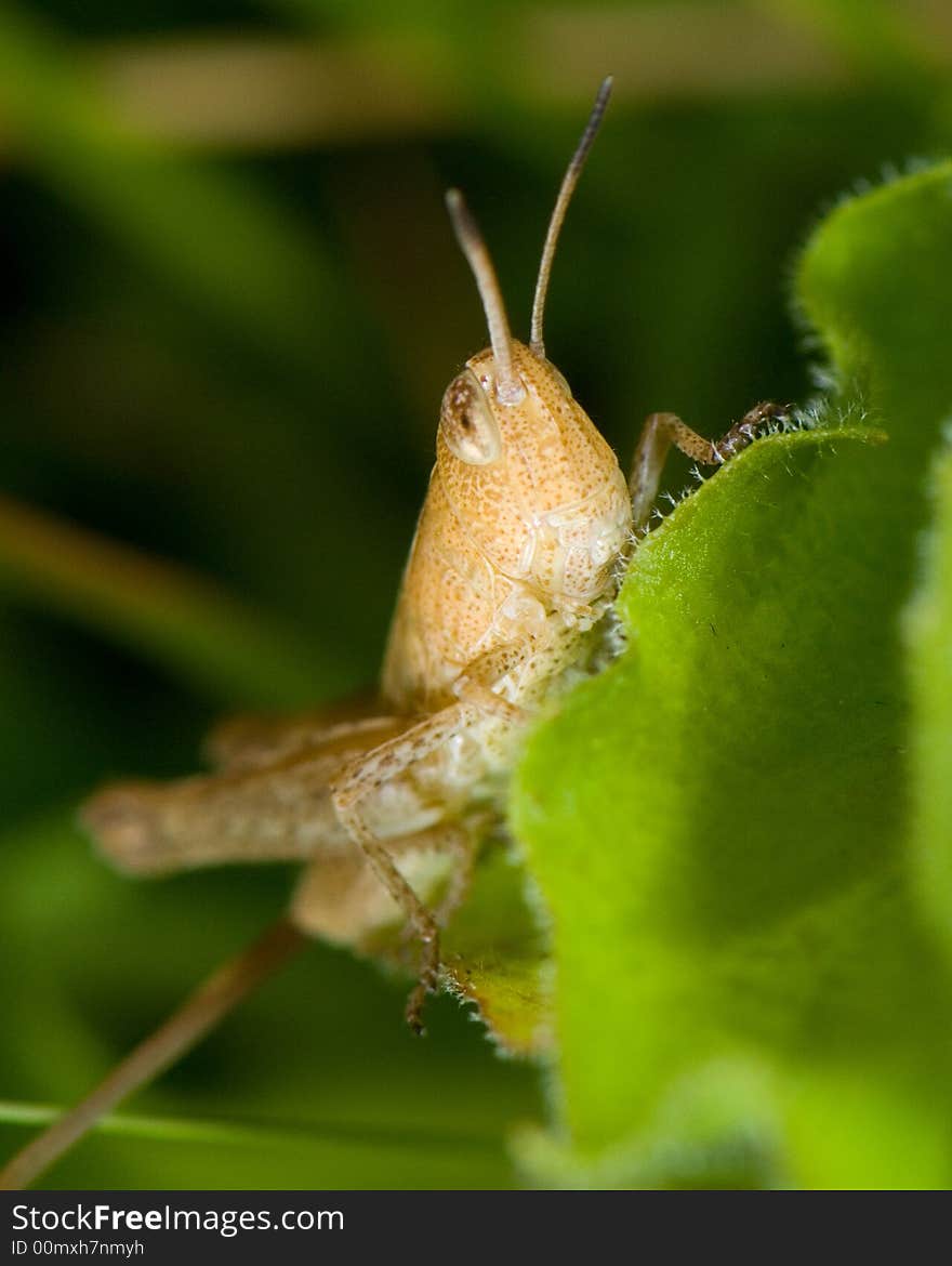 Grasshopper (Chorthippus) on blade of grass close up shoot. Grasshopper (Chorthippus) on blade of grass close up shoot