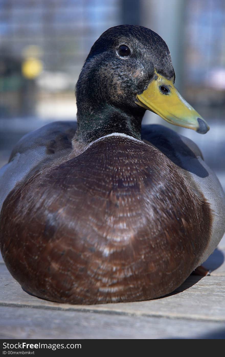 Close-up of a mallard duck sitting on a dock.