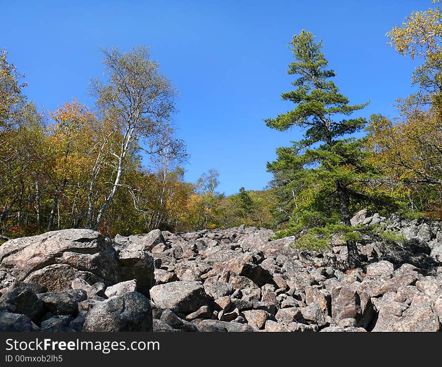 An autumn landscape in far-eastern taiga. The yellow birches and green cedrine pines on rock-slide. Russian Far East, Primorye. An autumn landscape in far-eastern taiga. The yellow birches and green cedrine pines on rock-slide. Russian Far East, Primorye.