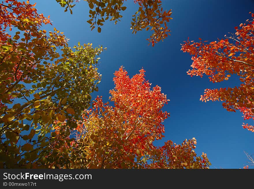 Photo was taken in Xinjiang, China. The late autumn afternoon, and red leaves in the background of blue sky, like Ruby, glittering light.