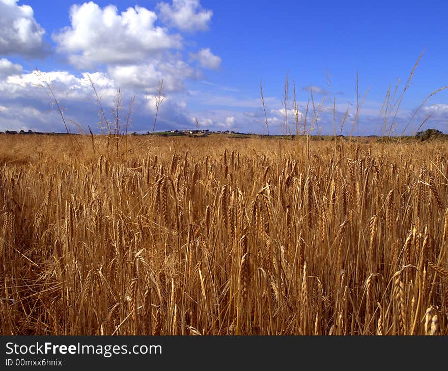 Barley field in summer