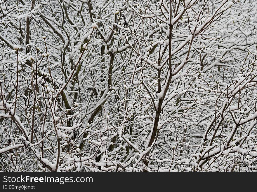 Snowy branches