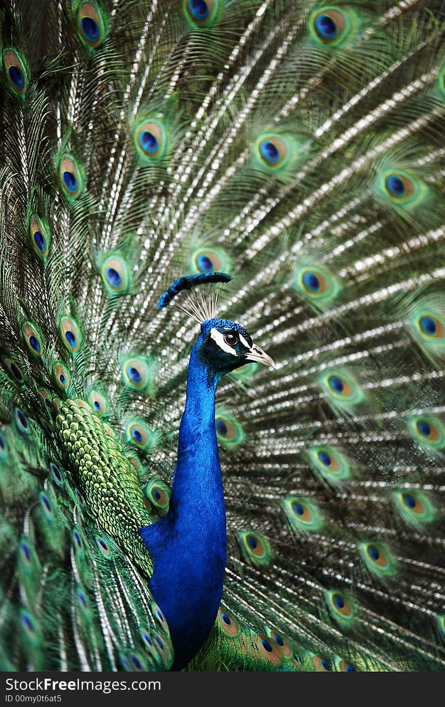 Close up image of a peacocks neck and head surrounded by feathers. Close up image of a peacocks neck and head surrounded by feathers