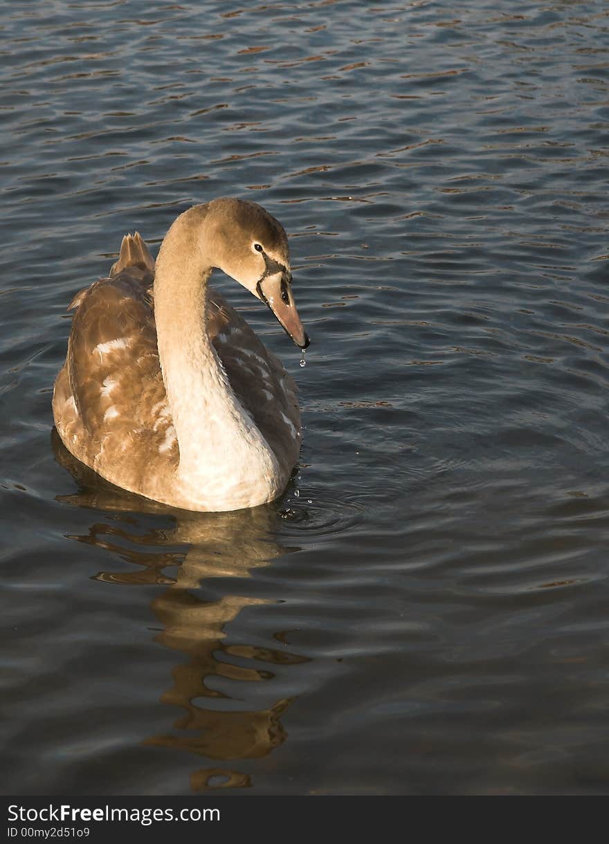 Young Swan