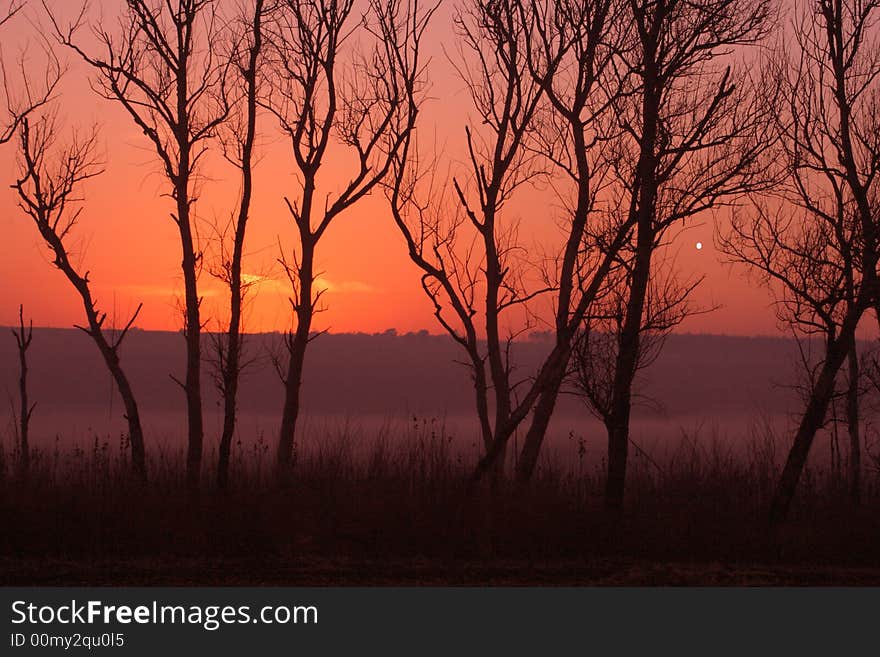 Sunrise in forest.