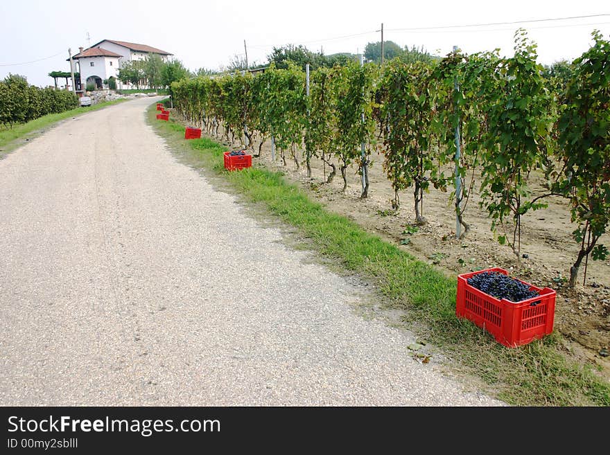 An Italian countryroad with red boxes filled with blue grapes next to vines after harvesting. An Italian countryroad with red boxes filled with blue grapes next to vines after harvesting.