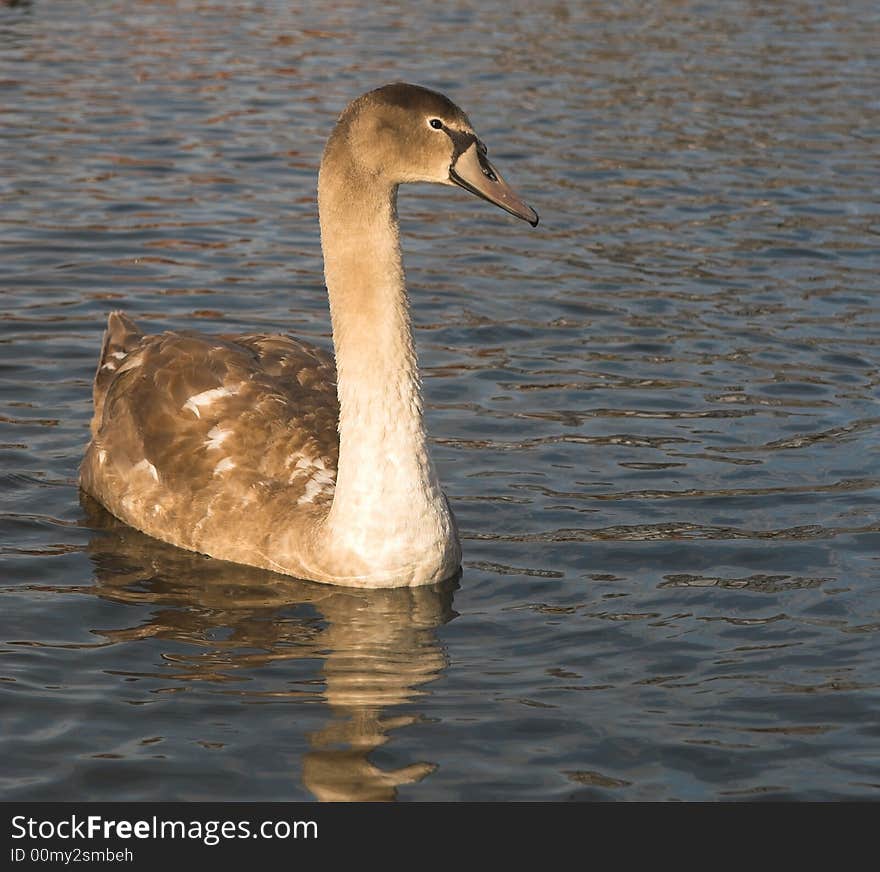 Young swan