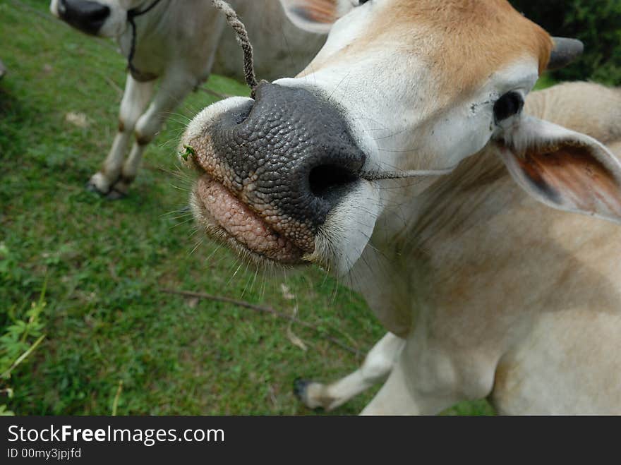 Portrait of a cow in closeup, Angkor Cambodia