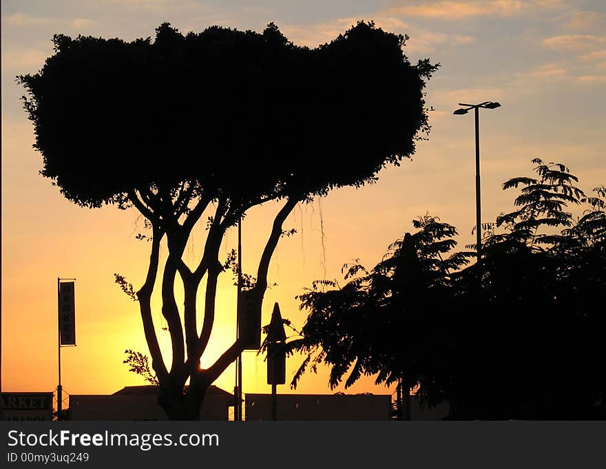 Sunset Silhouettes